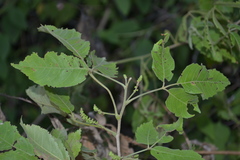Allophylus serratus